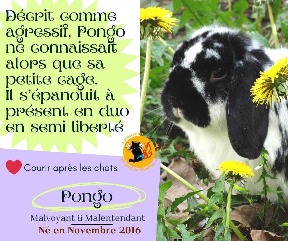 Pongo fiche